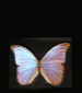 Butterfly Resmi