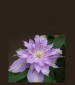 Fleur De Lilac Resmi